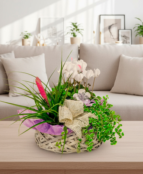 Cesta de plantas con ciclamen