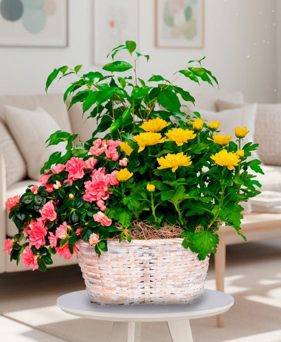 Cesta de plantas con flor