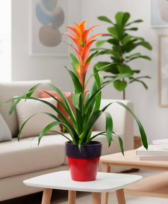 Planta Guzmania
