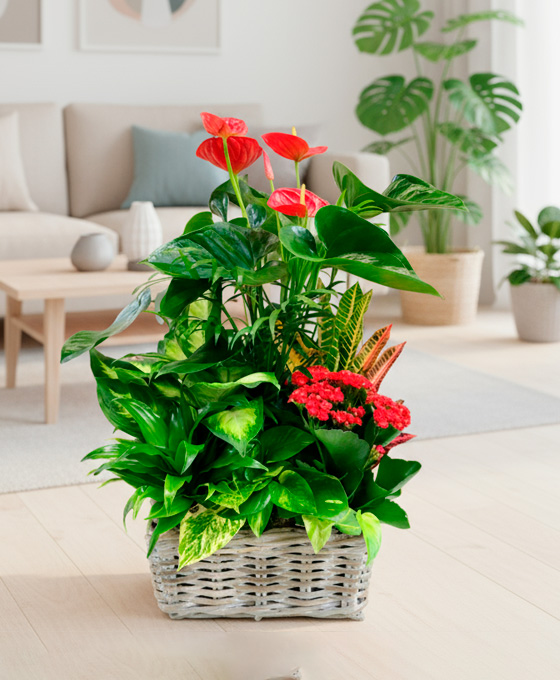 Cesta de plantas para regalar