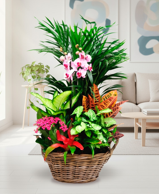 Cesta de plantas a domicilio
