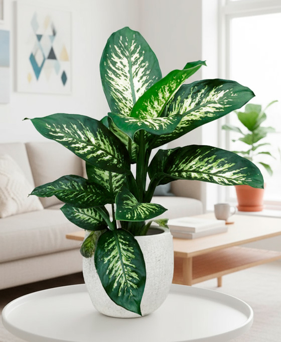 Plantas para regalar